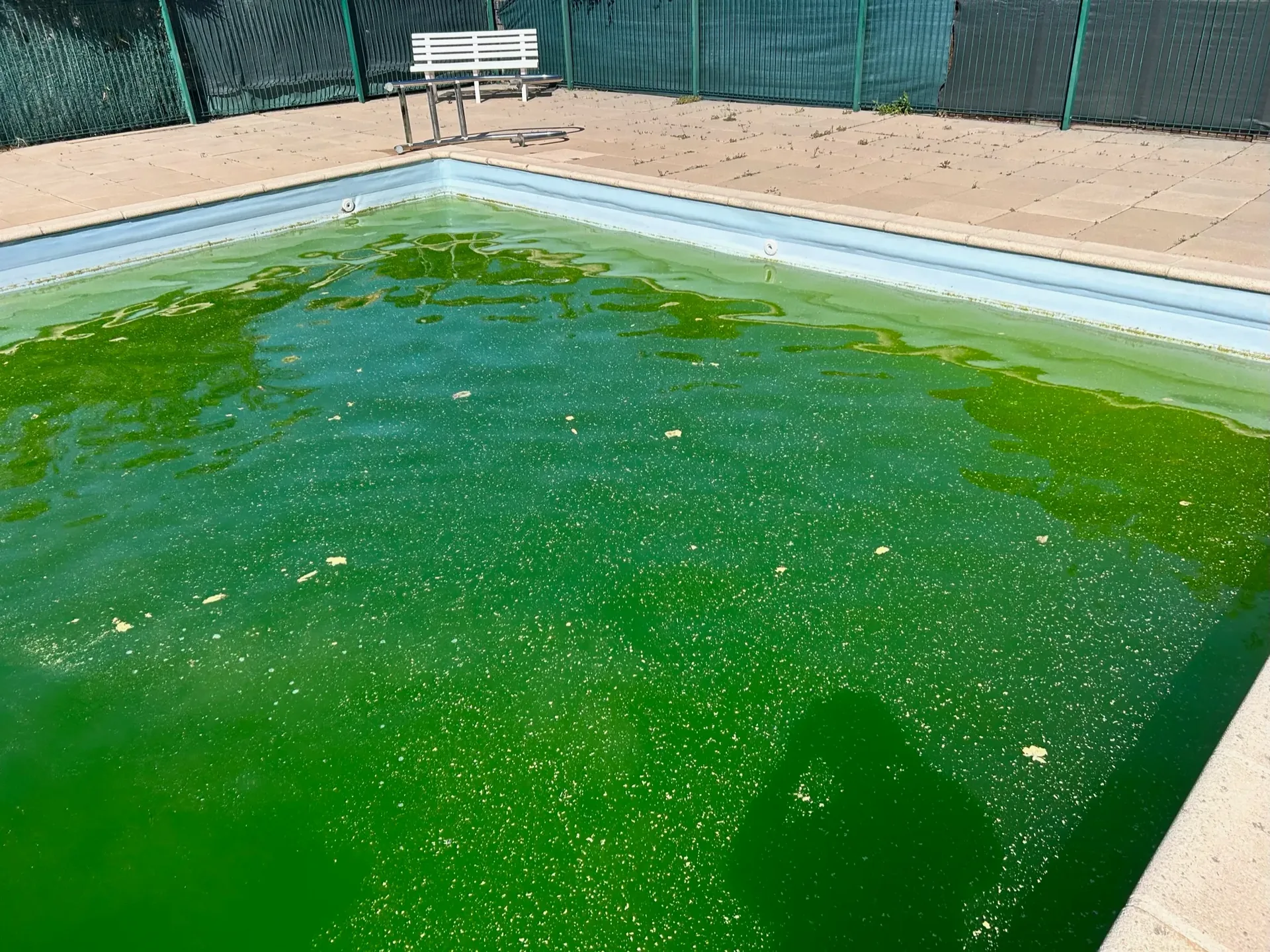 Avant : piscine devenue verte avec prolifération d'algues — STAFF Piscines